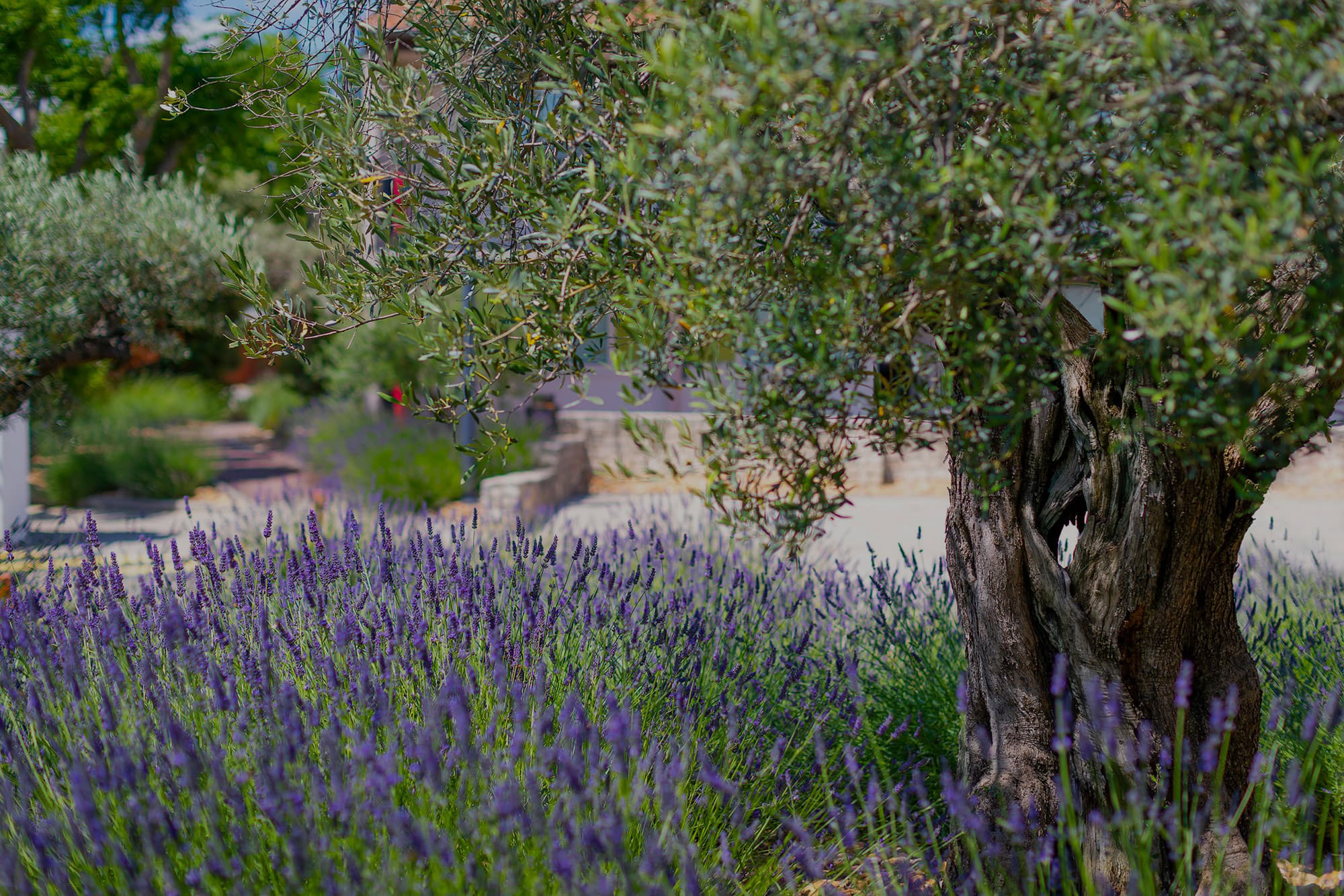 Terre de Provence Hôtel & Spa  Le Pontet, Avignon Nord